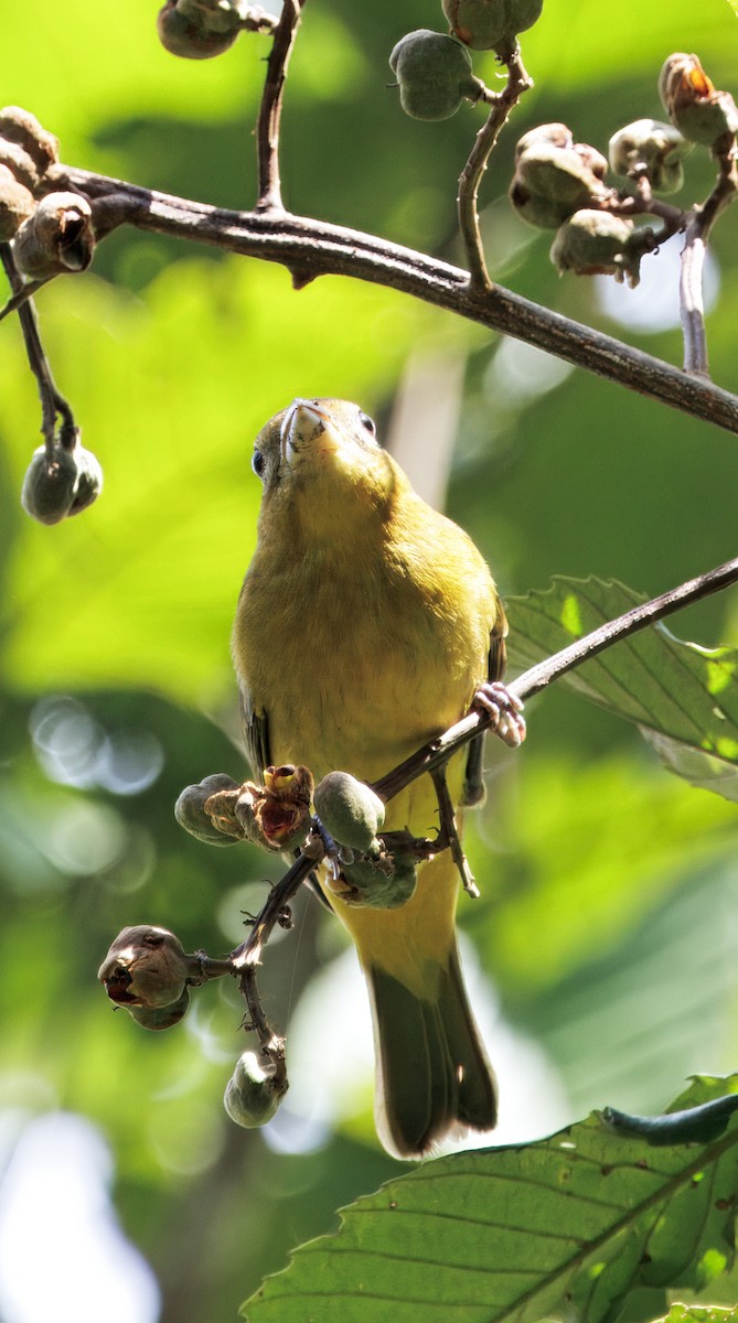 Summer Tanager - ML646542701