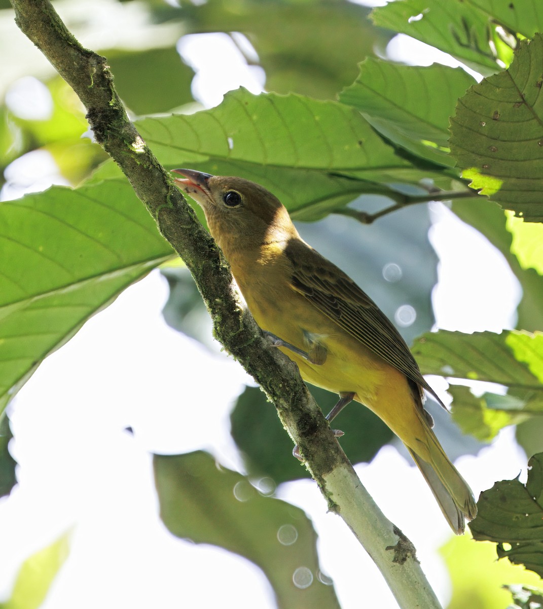 Summer Tanager - ML646542702