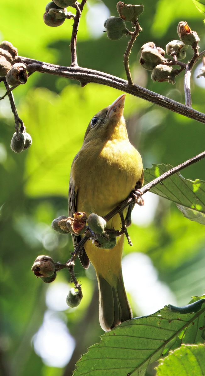 Summer Tanager - ML646542703
