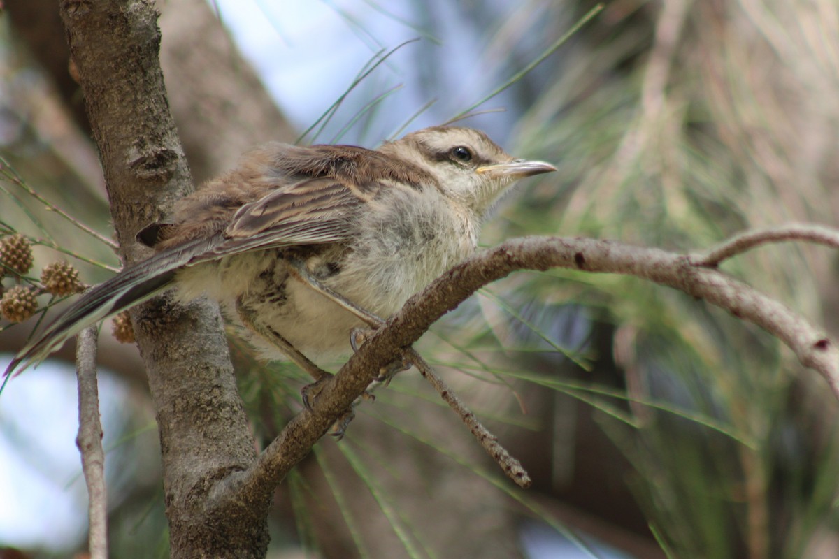 Chalk-browed Mockingbird - ML646542704