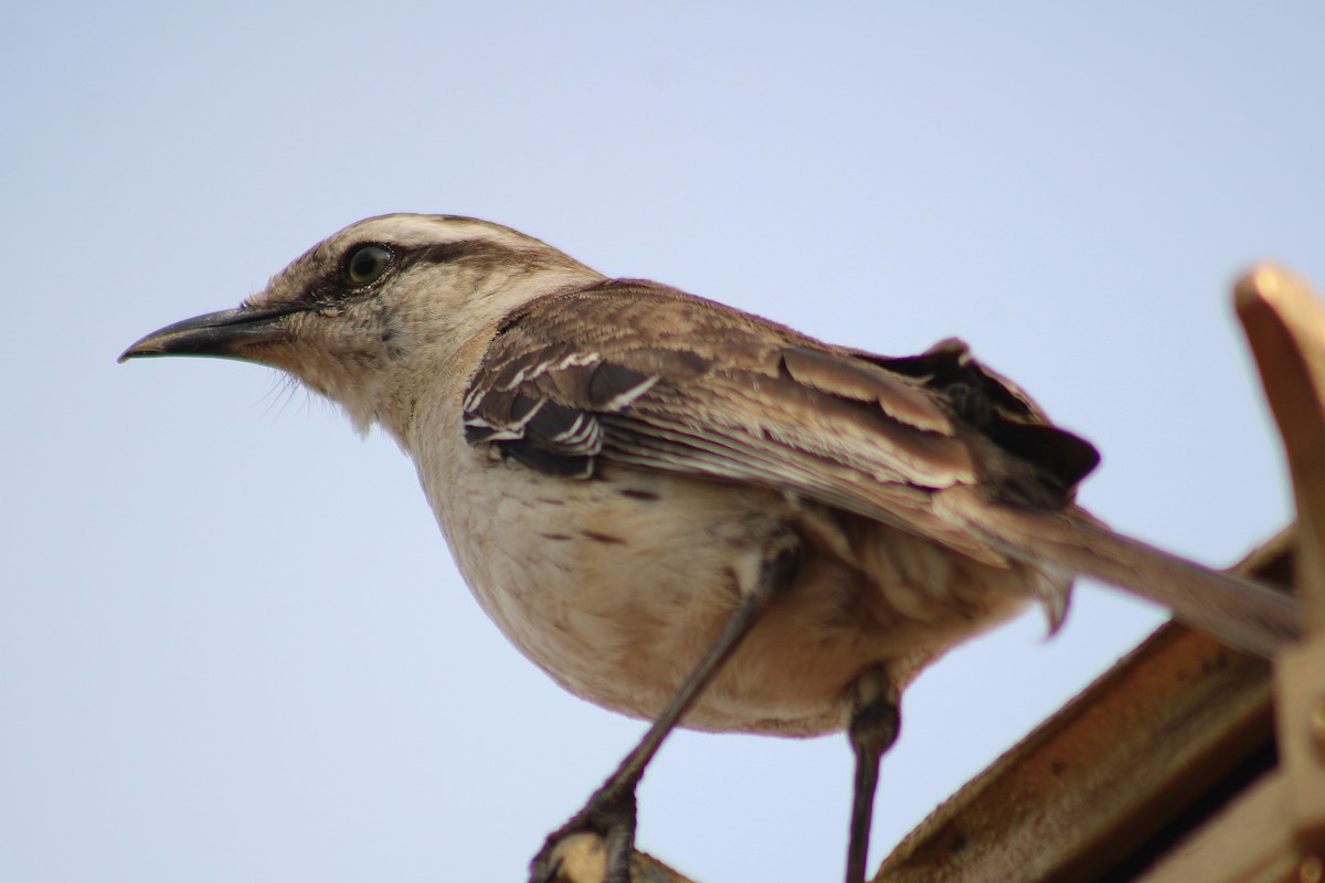 Chalk-browed Mockingbird - ML646542705