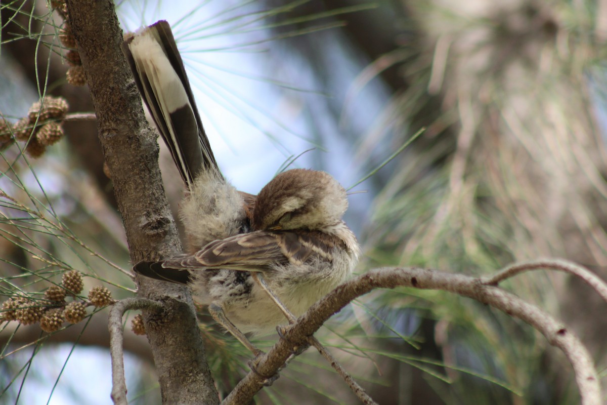 Chalk-browed Mockingbird - ML646542706