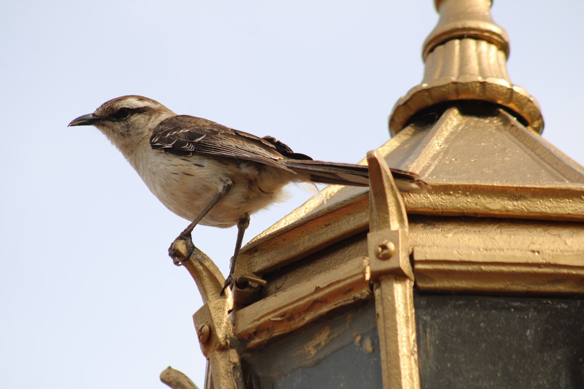Chalk-browed Mockingbird - ML646542707