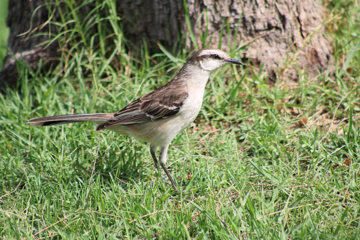 Chalk-browed Mockingbird - ML646542709
