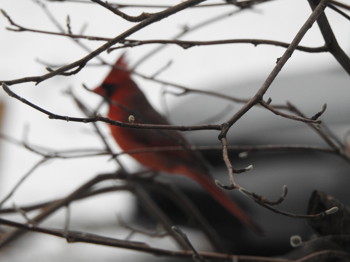 Kardinal arrunta - ML646542716