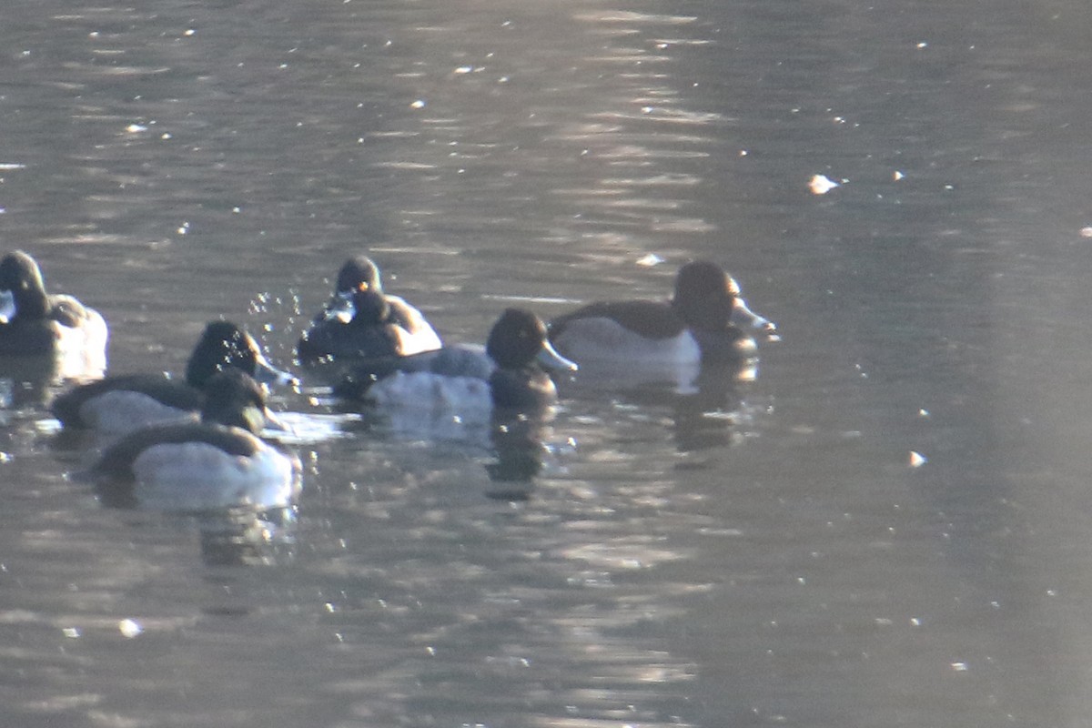 polák vlnkovaný - ML646542717