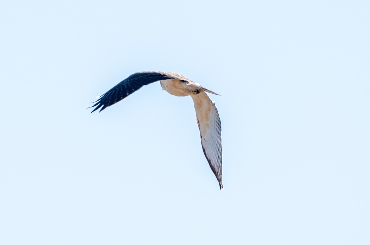 Kurzschwanzbussard - ML646542719