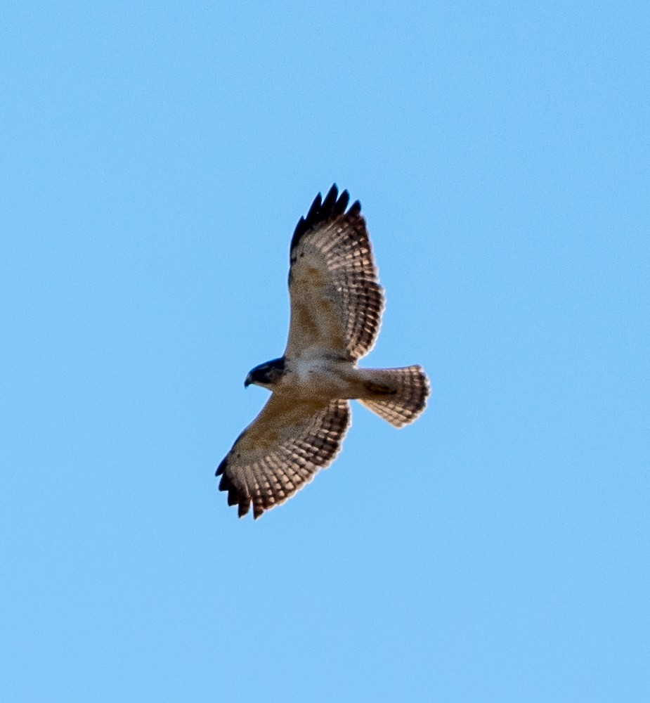 Kurzschwanzbussard - ML646542720