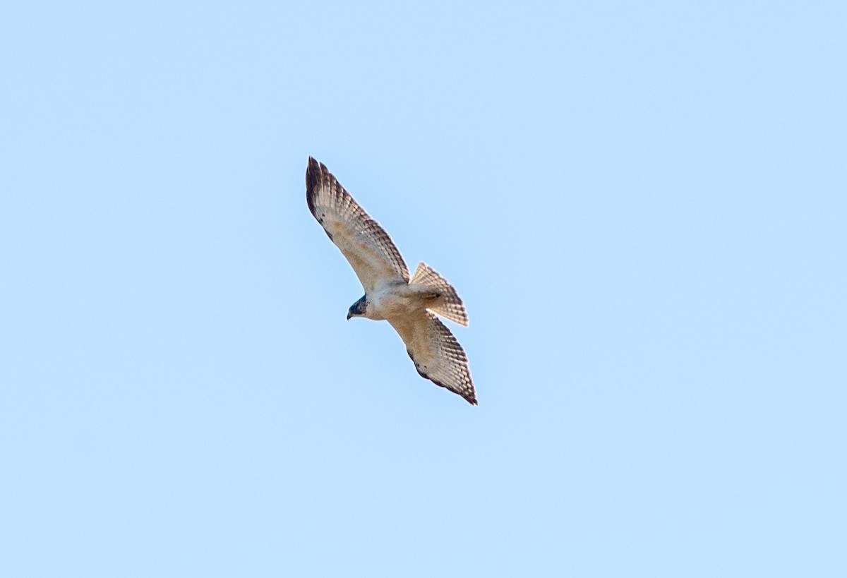 Kurzschwanzbussard - ML646542721