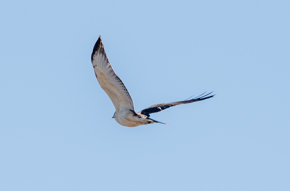 Kurzschwanzbussard - ML646542722