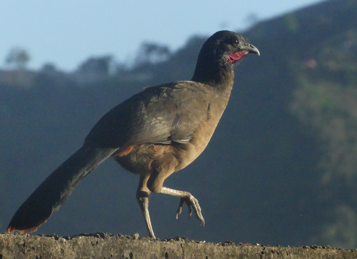 Rufous-vented Chachalaca - ML646542727