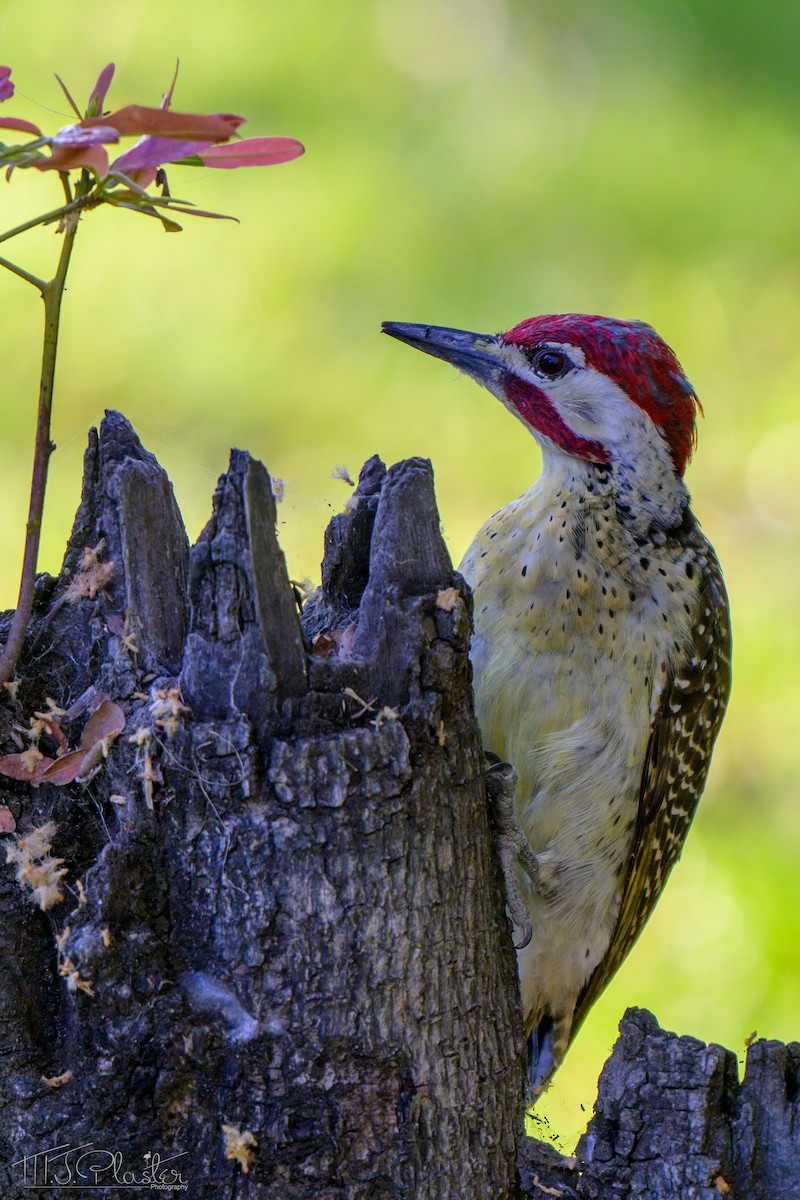 Bennett Ağaçkakanı - ML646542728