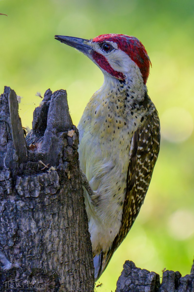 Bennett Ağaçkakanı - ML646542729