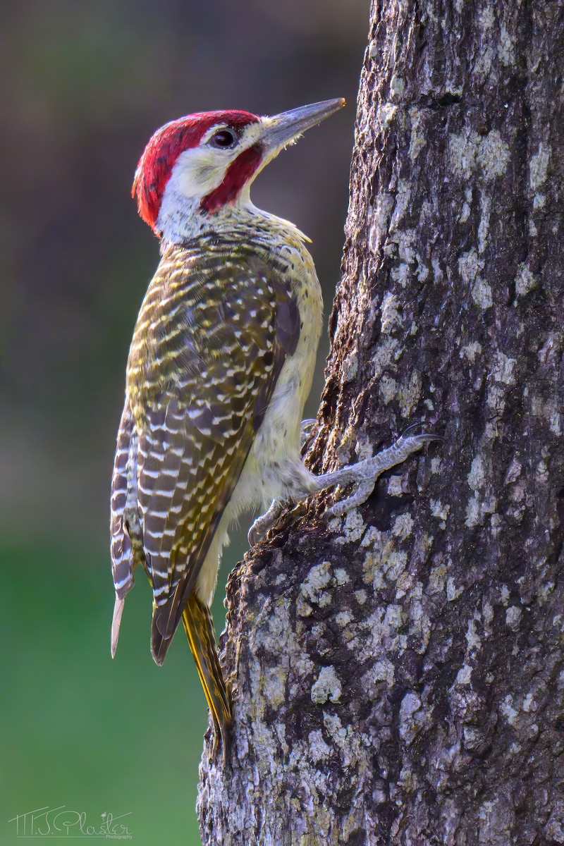 Bennett Ağaçkakanı - ML646542730