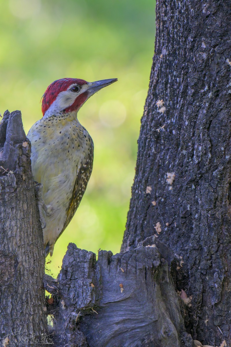 Bennett Ağaçkakanı - ML646542731
