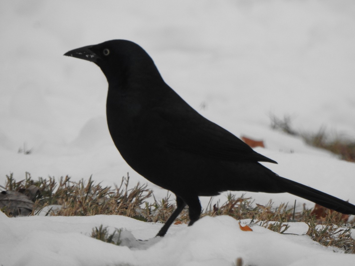 Common Grackle - ML646542732