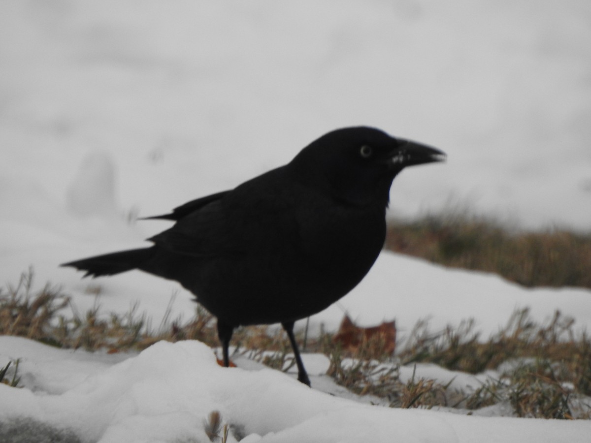 Common Grackle - ML646542733
