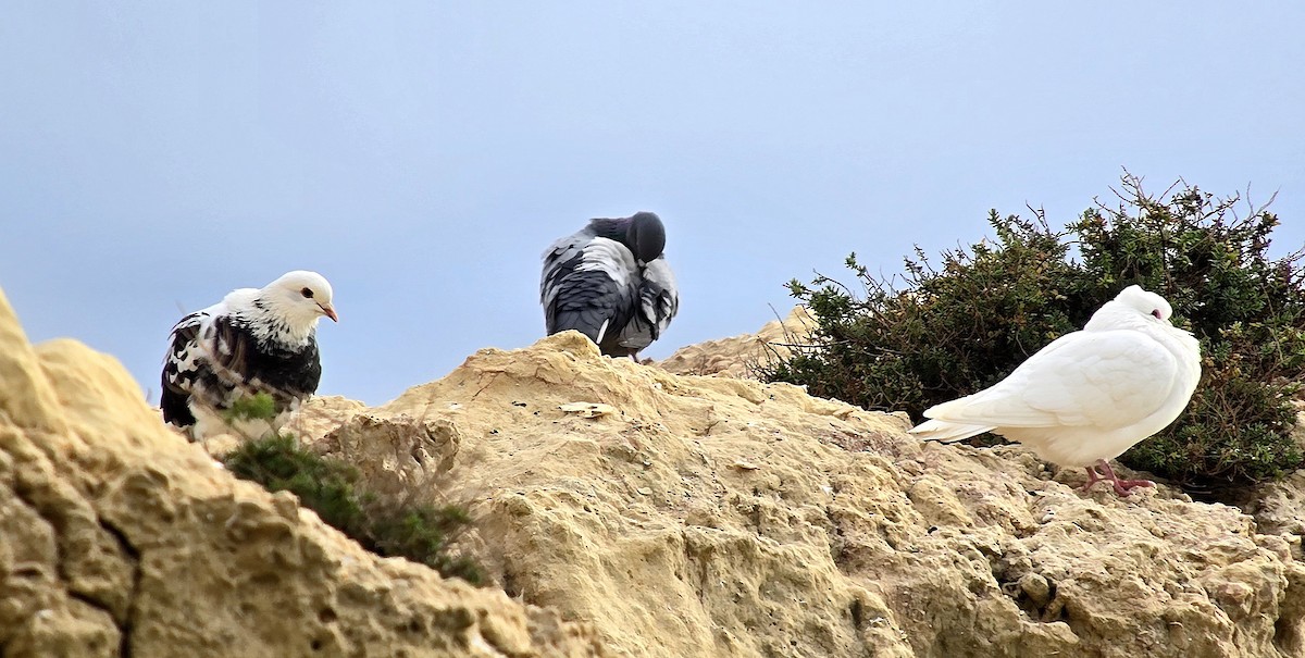 Rock Pigeon - ML646542735