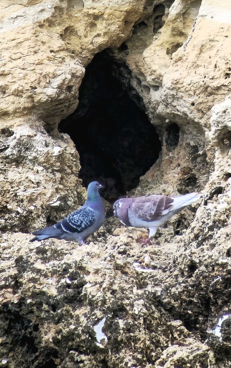 Rock Pigeon - ML646542736