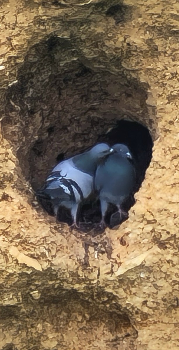 Rock Pigeon - ML646542737