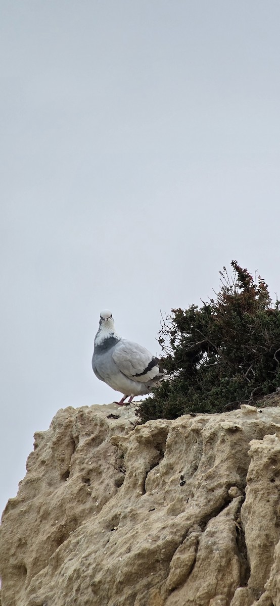 Rock Pigeon - ML646542738