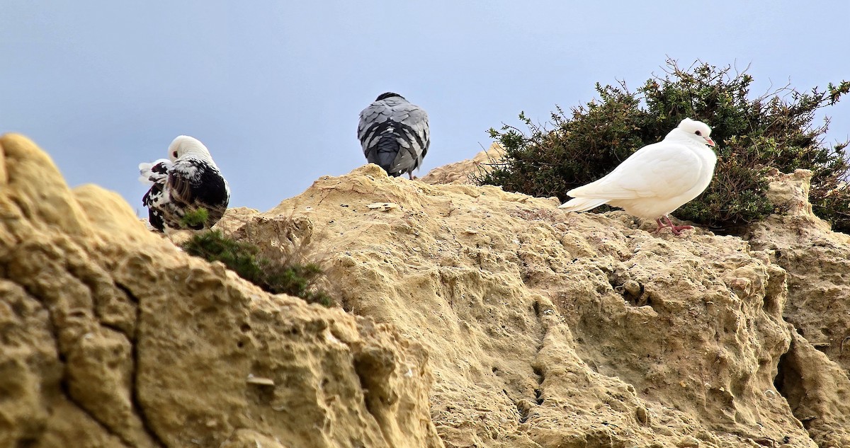 Rock Pigeon - ML646542739