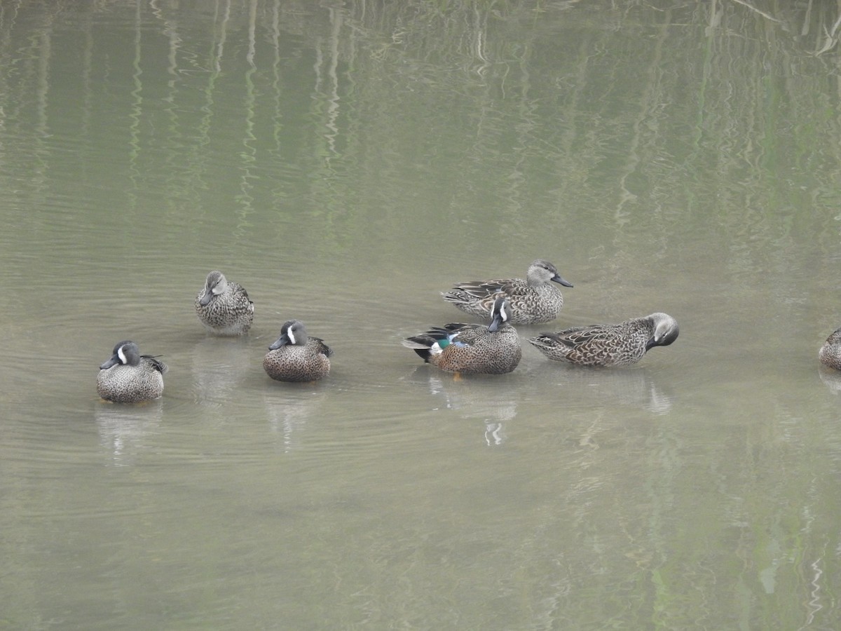 Blue-winged Teal - ML646542740