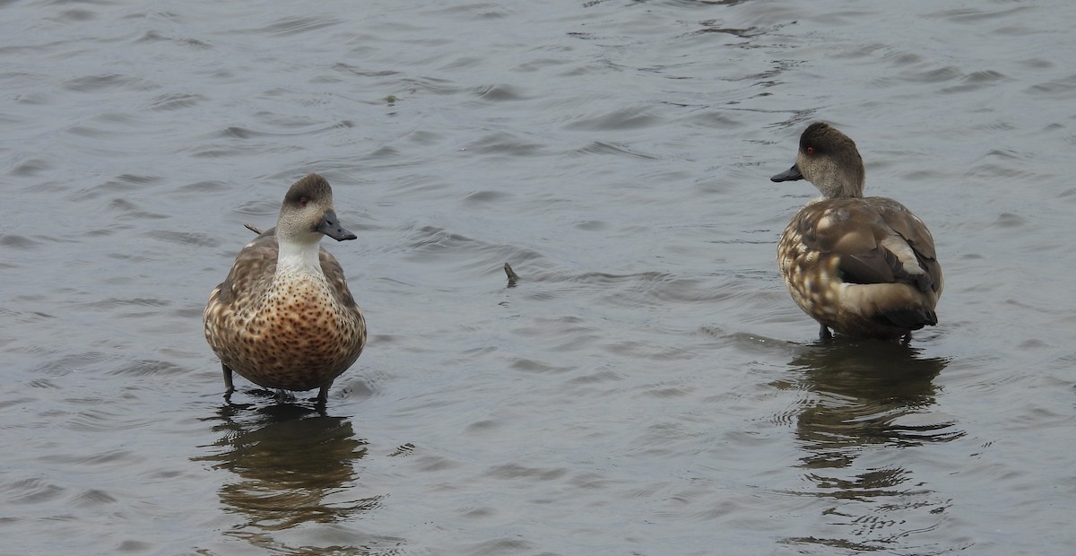 Crested Duck - ML646542744
