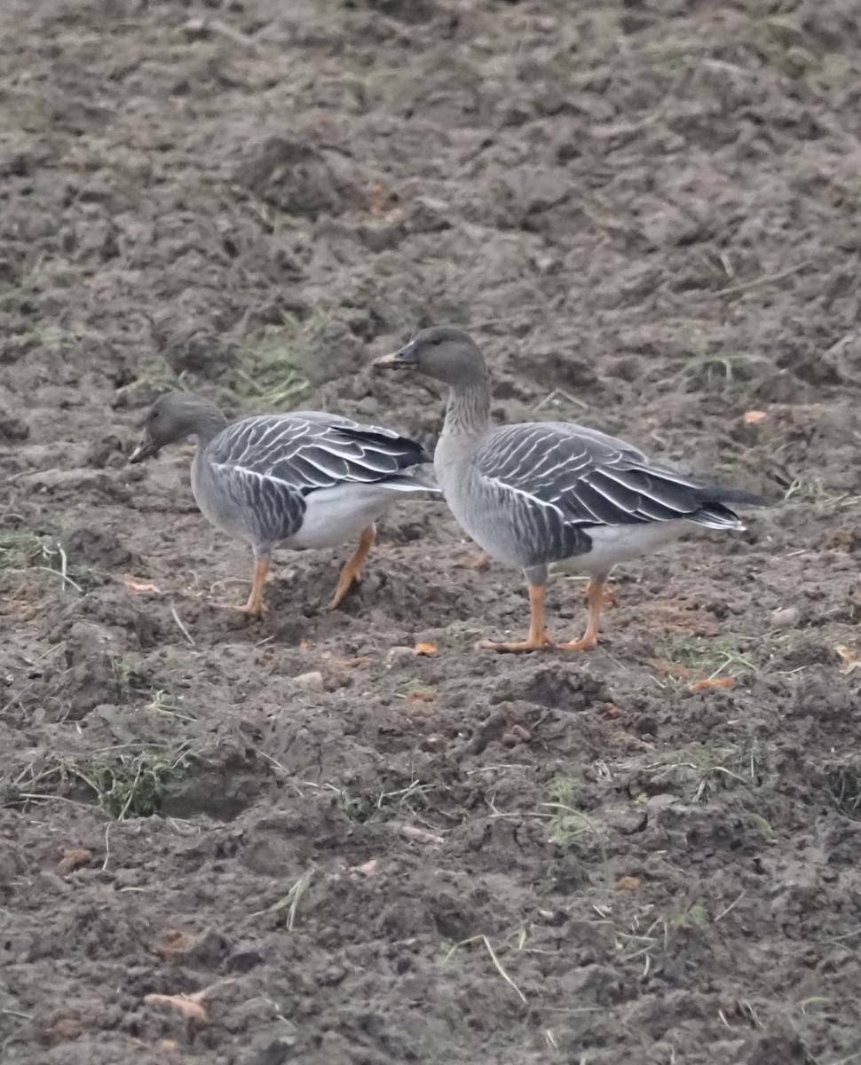 husa tundrová - ML646542748