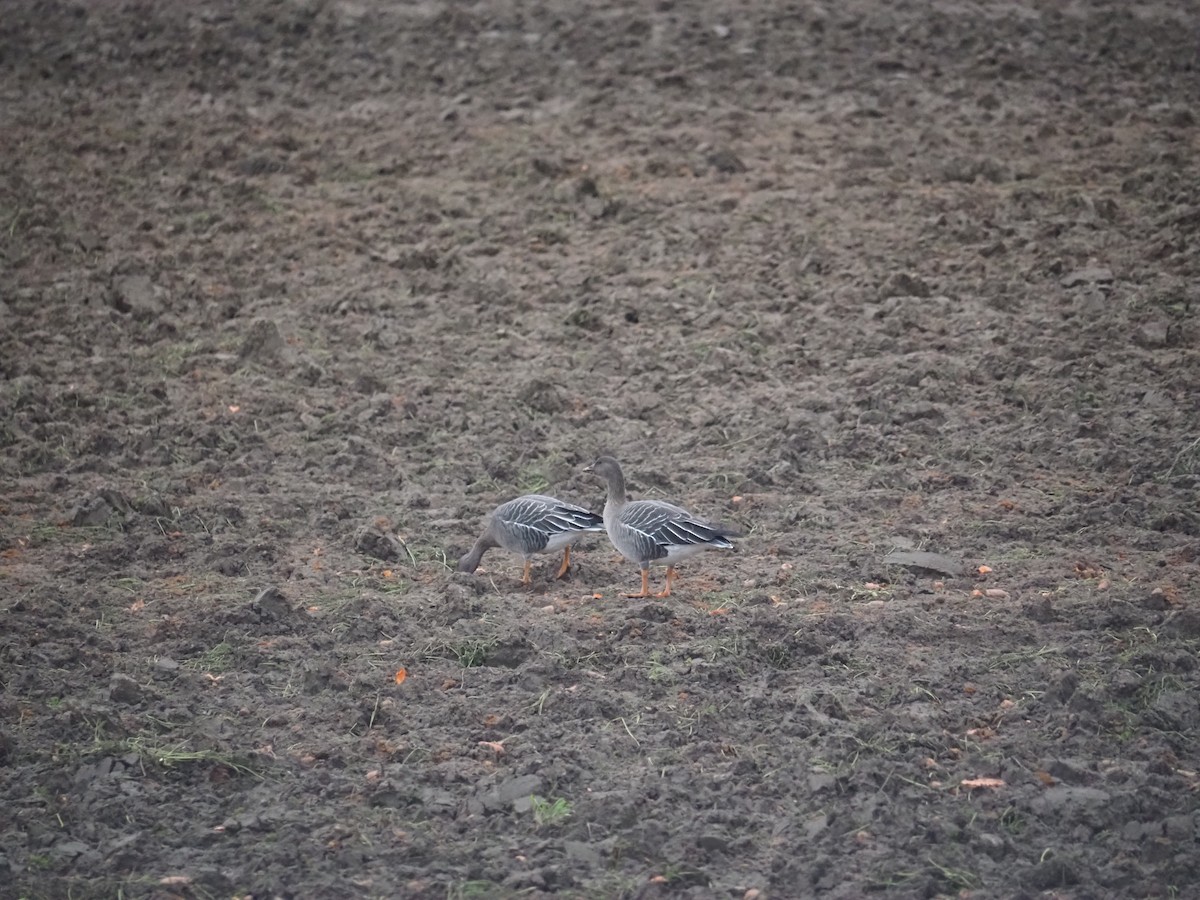 husa tundrová - ML646542749