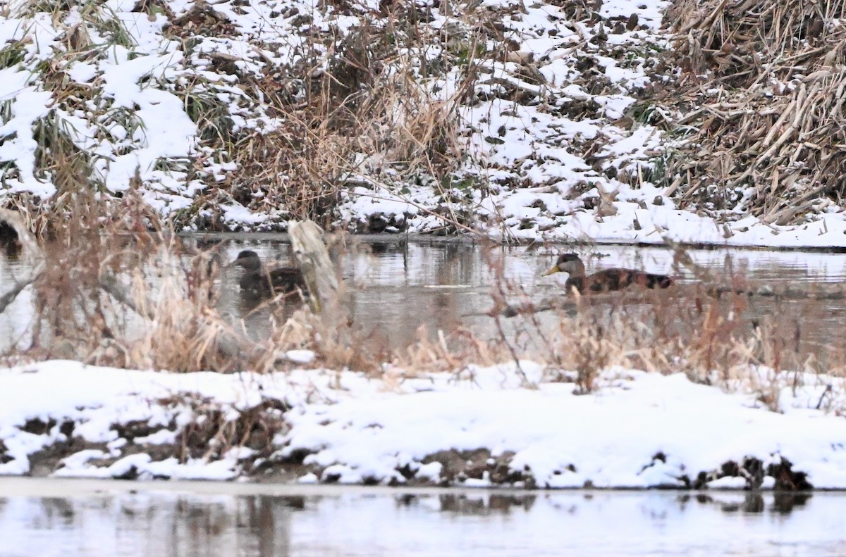 American Black Duck - ML646542750