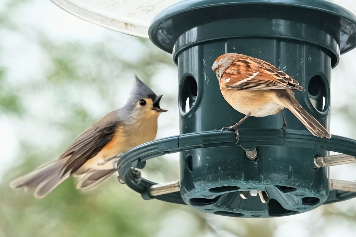 Chingolo Arbóreo - ML646542754