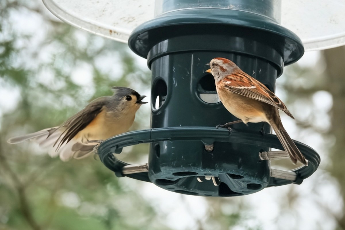 Chingolo Arbóreo - ML646542756