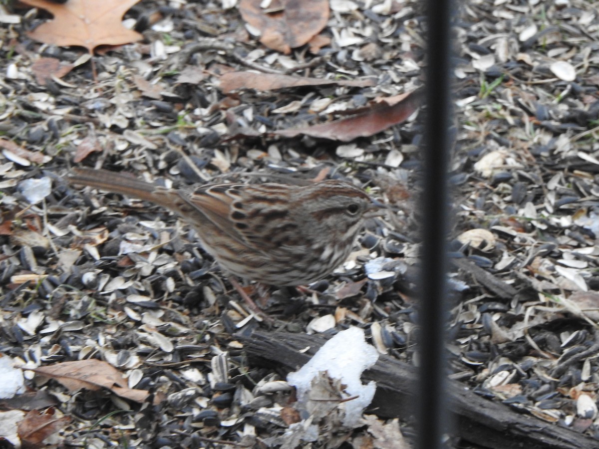 Song Sparrow - ML646542757