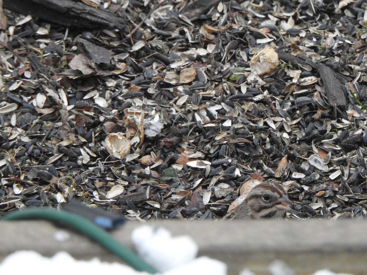 Song Sparrow - ML646542758