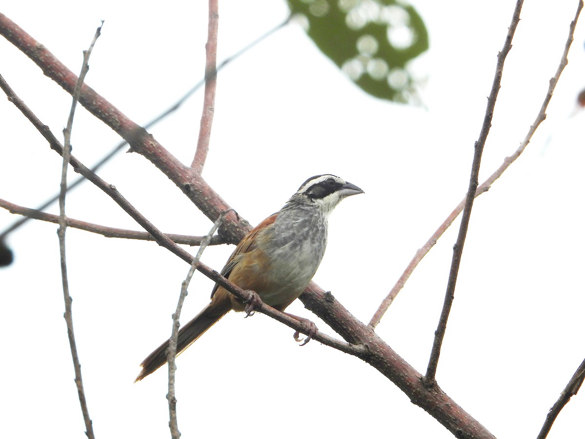 Stripe-headed Sparrow - ML646542761