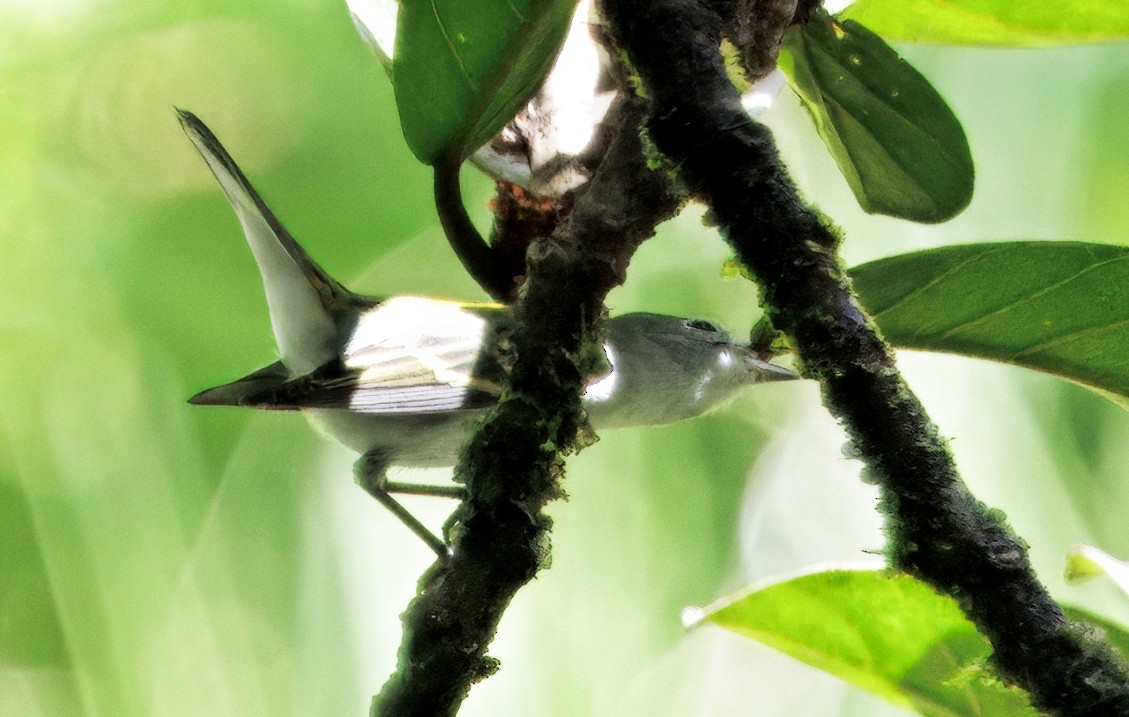 Chestnut-sided Warbler - ML646542763