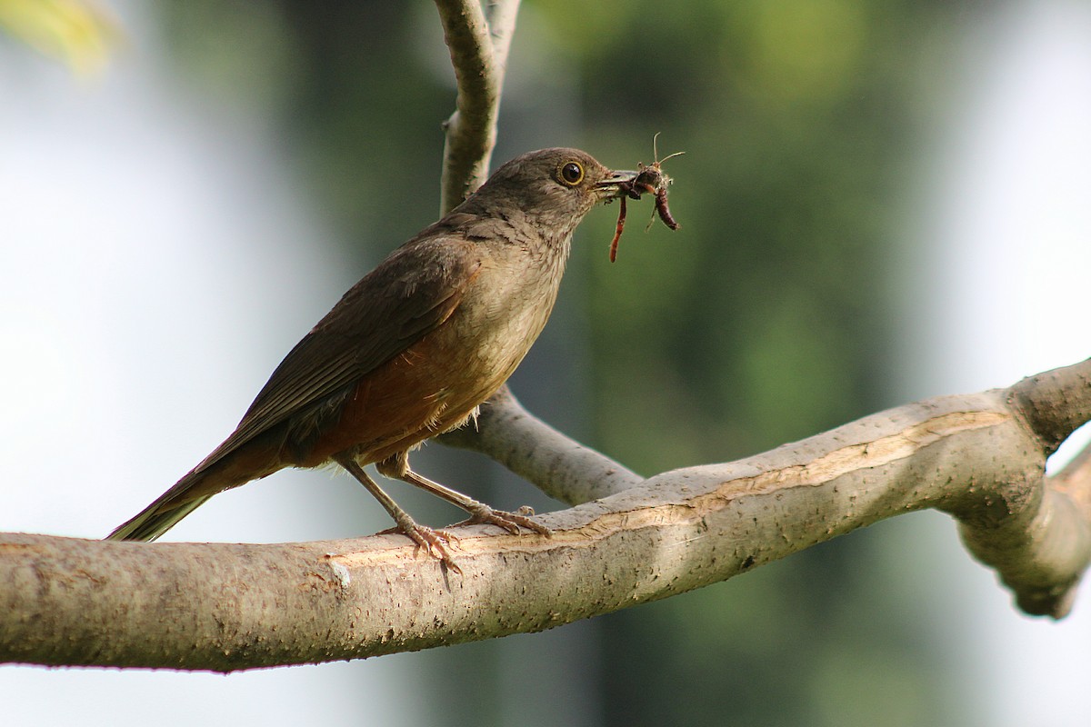 Rufous-bellied Thrush - ML646542764