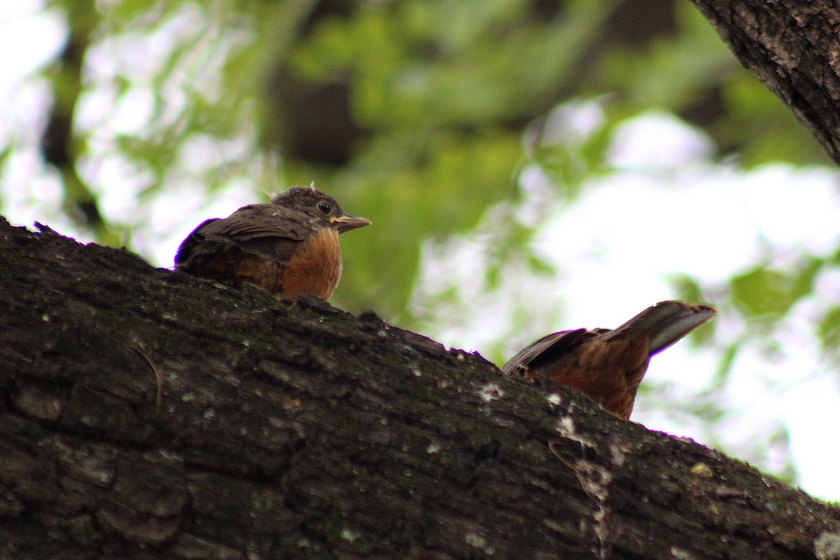 Rufous-bellied Thrush - ML646542765
