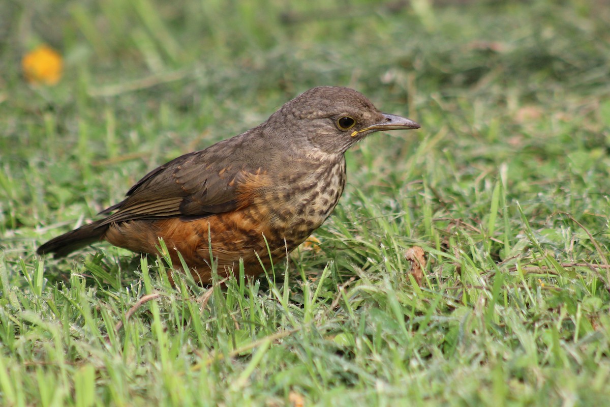 Rufous-bellied Thrush - ML646542766
