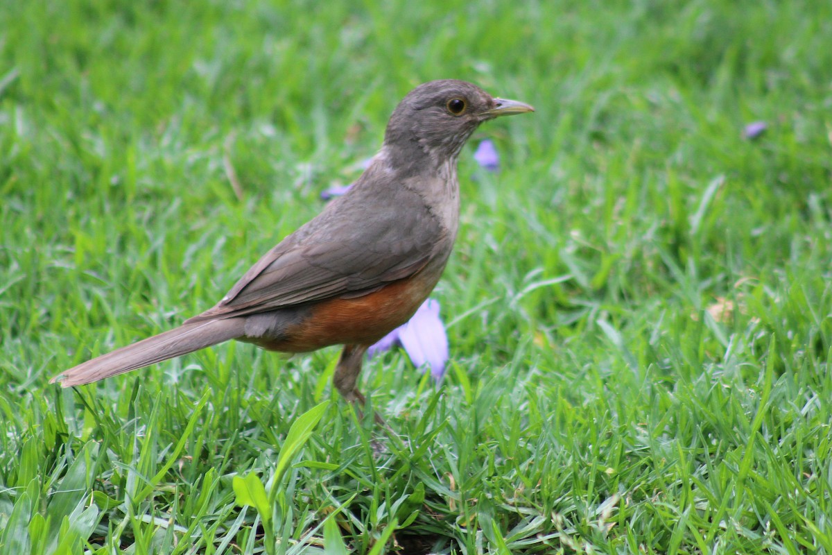 Rufous-bellied Thrush - ML646542767