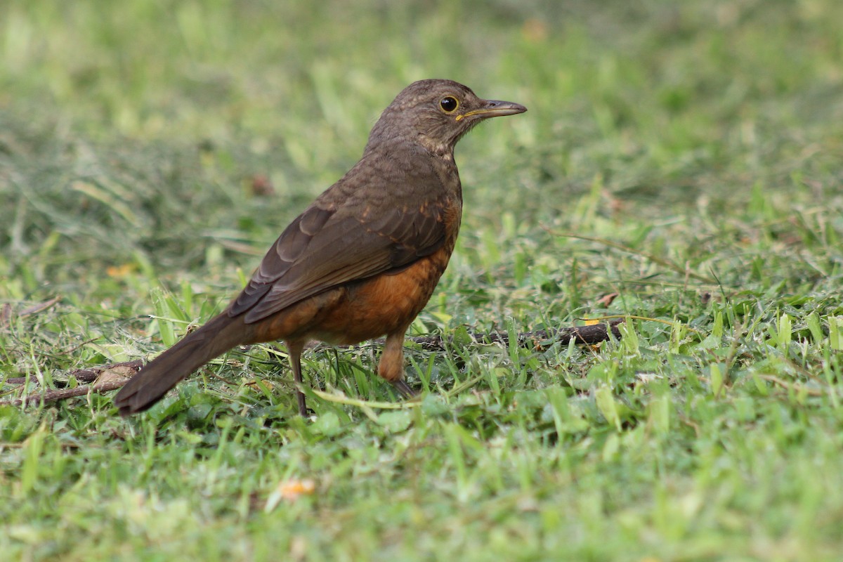 Rufous-bellied Thrush - ML646542768