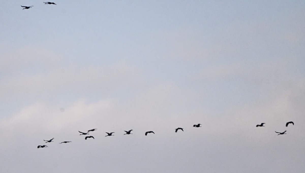 Sandhill Crane - ML646542769