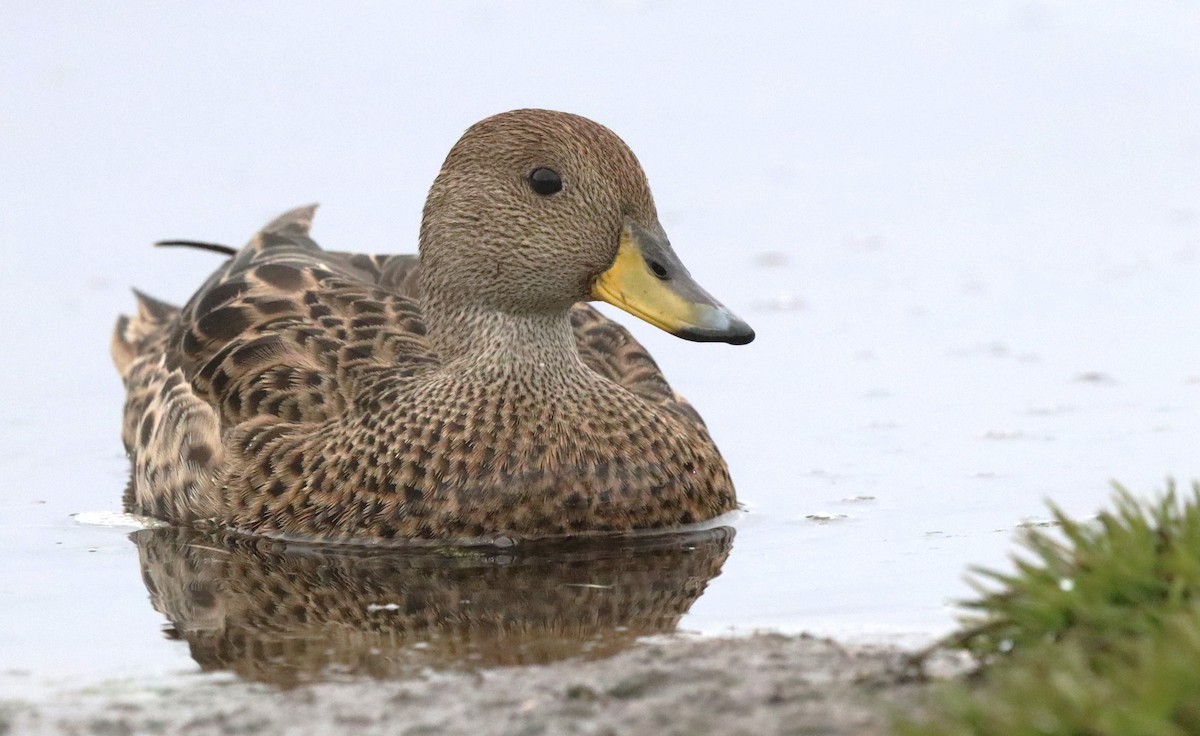 Sarı Gagalı Kılkuyruk (georgica) - ML646542770