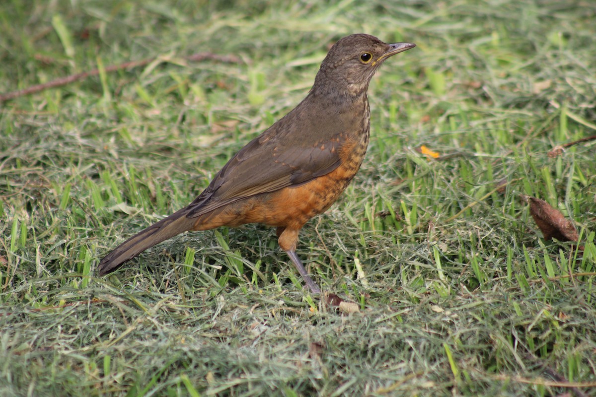 Rufous-bellied Thrush - ML646542771