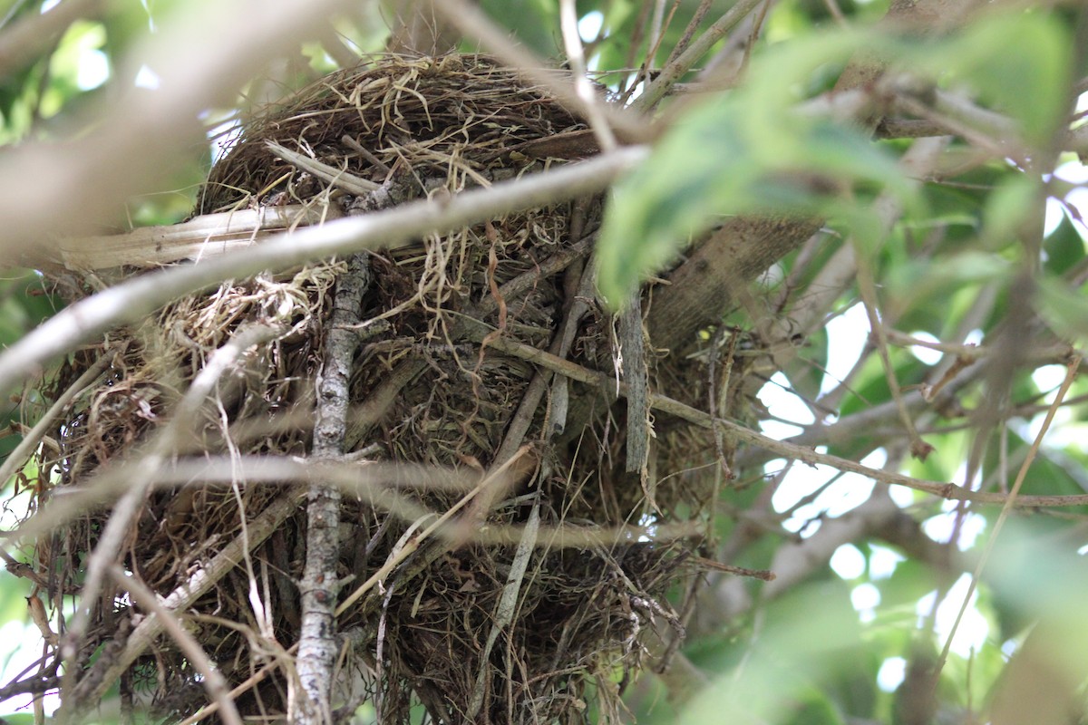 Rufous-bellied Thrush - ML646542773