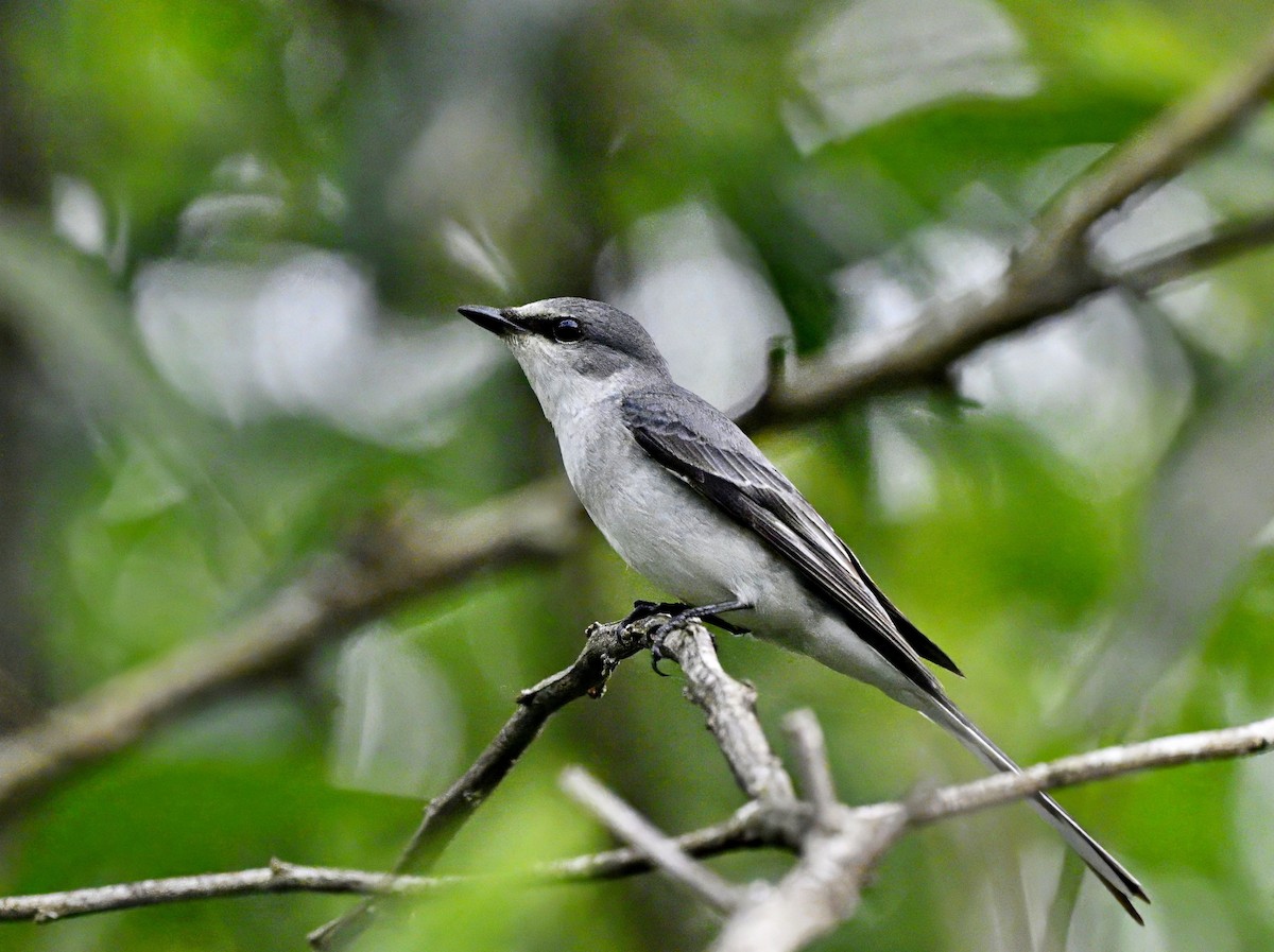 Ashy Minivet - ML646542774