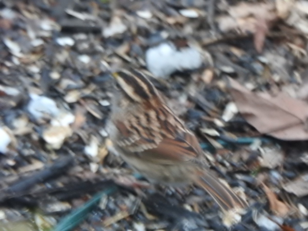 White-throated Sparrow - ML646542775