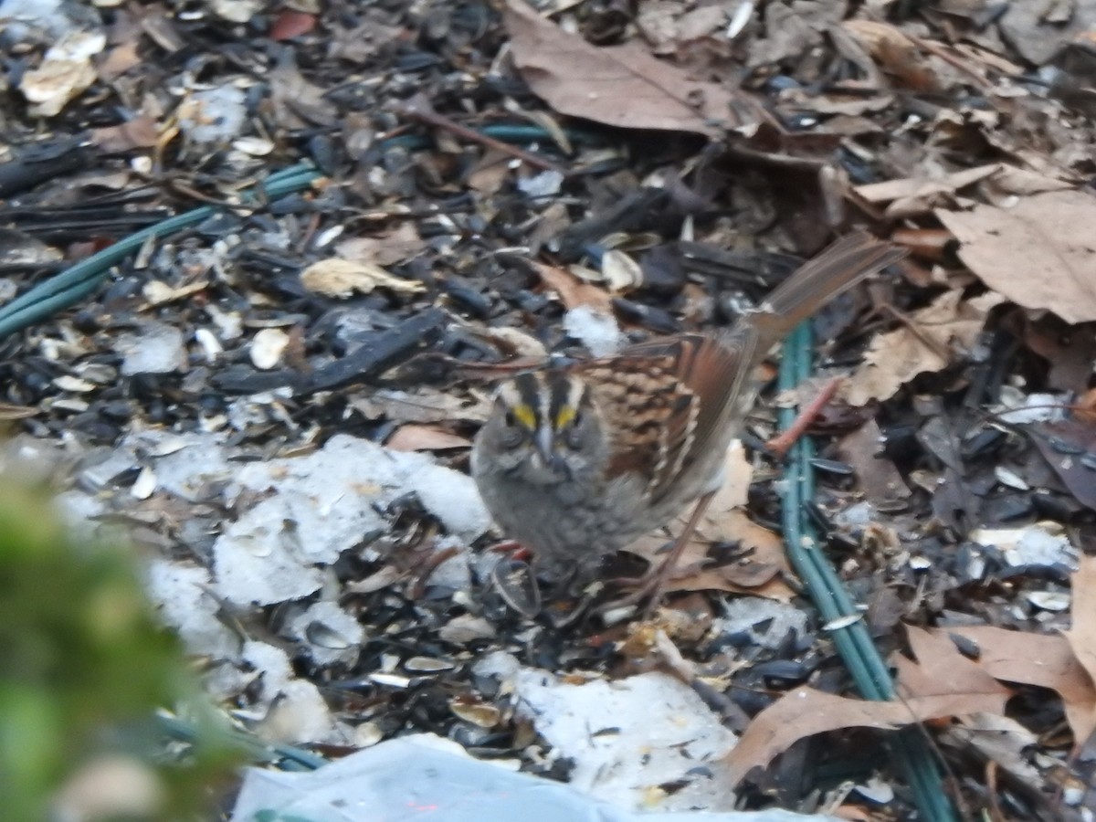 White-throated Sparrow - ML646542776
