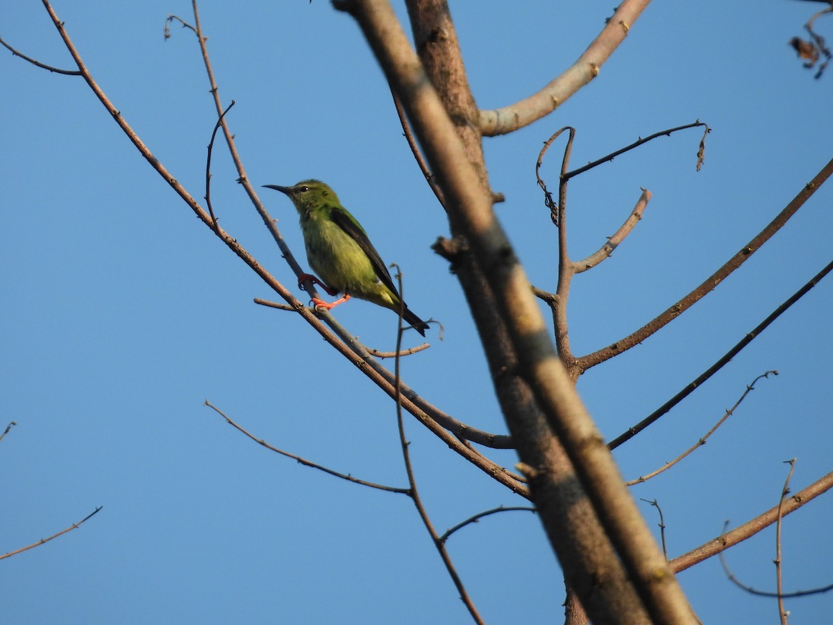 Red-legged Honeycreeper - ML646542777